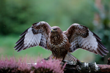 Common buzzard, buteo buteo, sitting in the forest in the Netherlands