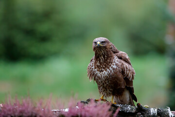 Common buzzard, buteo buteo, sitting in the forest in the Netherlands