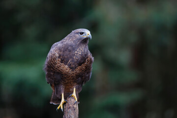Common buzzard, buteo buteo, sitting in the forest in the Netherlands