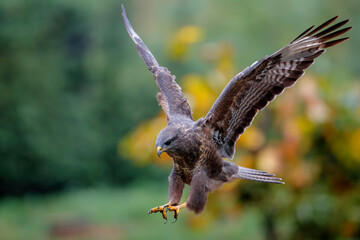 Common buzzard, buteo buteo, flying in the forest in the Netherlands