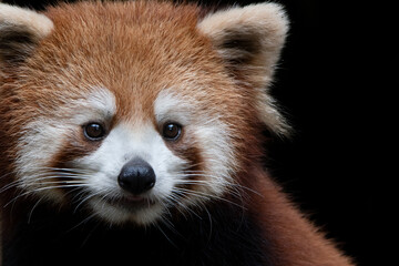 Close-up of the face of a red panda against the shadows.