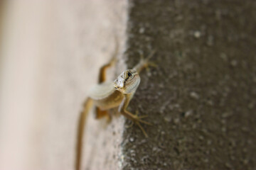 コンクリートの壁の上のカナヘビ