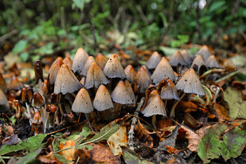 Group of brown 'Conocybe' mushrooms with long, thin stipe and narrow riffled cap growing in forest