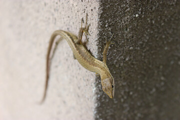 コンクリートの壁の上のカナヘビ