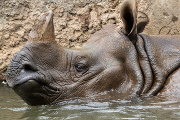 Naklejka premium Close-up of the profile of a rhino swimming in a pond.