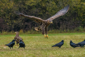 White Tailed Eagle (Haliaeetus albicilla) in flight. Also known as the ern, erne, gray eagle, Eurasian sea eagle and white-tailed sea-eagle. Wings Spread. Poland, Europe. Birds of prey.
