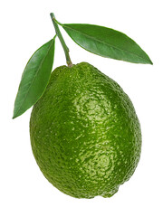 Fresh lime isolated on white background with clipping path