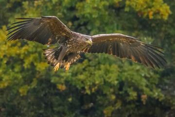 White Tailed Eagle (Haliaeetus albicilla) in flight. Also known as the ern, erne, gray eagle, Eurasian sea eagle and white-tailed sea-eagle. Wings Spread. Poland, Europe. Birds of prey.