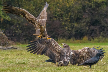 White Tailed Eagle (Haliaeetus albicilla) in flight. Also known as the ern, erne, gray eagle, Eurasian sea eagle and white-tailed sea-eagle. Wings Spread. Poland, Europe. Birds of prey.