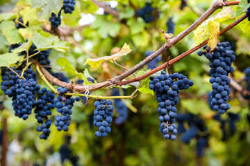 Close up of red black bunch Pinot Noir grapes growing in vineyard with blurred background and copy...