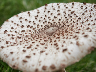 Textura seta en el campo en otoño