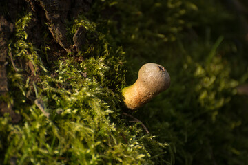 Leśne grzyby na zielonym mchu. © M