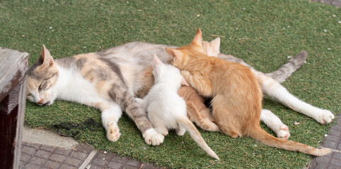 猫の授乳　可愛い猫の親子