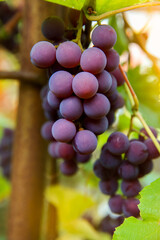 Red black bunches Pinot Noir grapes growing in vineyard with blurred background and copy space. Harvesting in the vineyards concept.