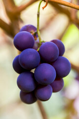 Close up of red black bunches Pinot Noir grapes growing in vineyard with blurred background and copy space. Harvesting in the vineyards concept.
