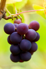 Close up of red black bunches Pinot Noir grapes growing in vineyard with blurred background and copy space. Harvesting in the vineyards concept.
