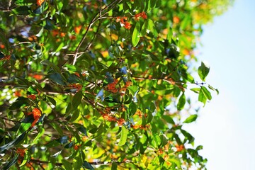 Osmanthus fragrans var. aurantiacus,orange osmanthus,fragrant olives flowers are blooming at a park in Tokyo, Japan in Autumn. Orange small flowers are blooming under the blue sky.
