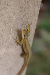 コンクリートの壁の上のカナヘビ