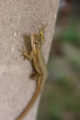 コンクリートの壁の上のカナヘビ