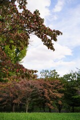 Trees and blue sky at park in Tokyo, Japan. In autumn. Showakinen Park.