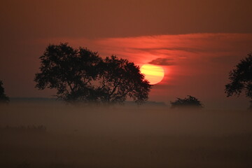 Fototapeta na wymiar Sonnenaufgang am Darss
