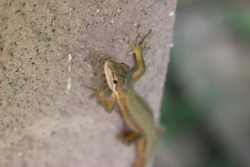 コンクリートの壁の上のカナヘビ