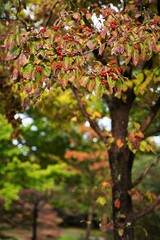 Dogwood, Cornus florida tree at Tokyo, Japan. In autumn. Showa Kinen Park in Tachikawa Tokyo.