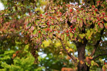 Dogwood, Cornus florida tree at Tokyo, Japan. In autumn. Showa Kinen Park in Tachikawa Tokyo.