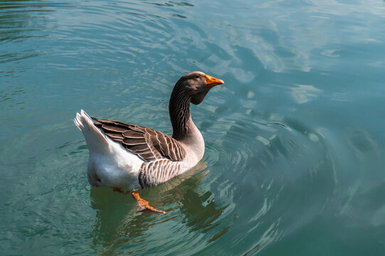 Duck, Parco Ducale, Parma