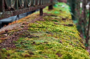 Green moss on a wall