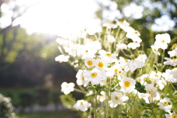 Japanese anemone, Anemone hupehensis var. flowers are blooming at a park in Tokyo, Japan.