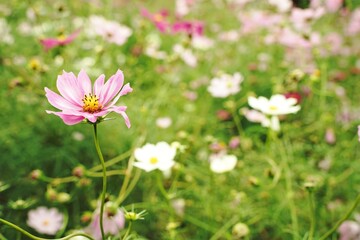Many cosmos flowers are blooming at a park in Tokyo, Japan. Showa kinen Park in Tokyo.