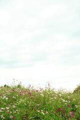 Many cosmos flowers are blooming at a park in Tokyo, Japan. Showa kinen Park in Tokyo.