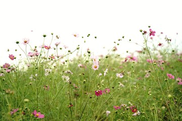 Many cosmos flowers are blooming at a park in Tokyo, Japan. Showa kinen Park in Tokyo.