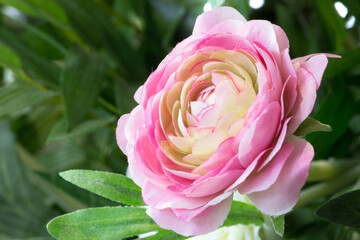 Artificial rose of violet and pink color close-up.