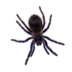 Top view of Brazilian blue tarantula aka Pterinopelma sazimai spider. Isolated on white background.