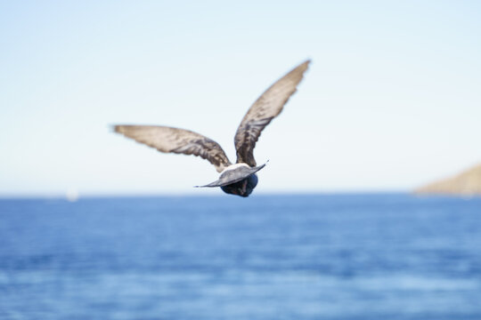 Dove flying above the sea.