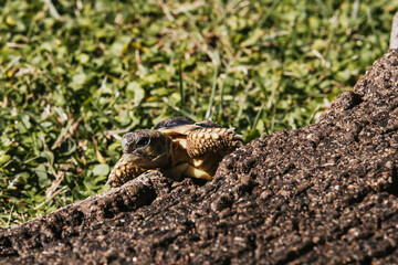 Turtle on bark