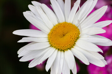 Obraz premium Daisies in the meadow and garden with beautiful white petals and white flowers in full bloom, like a spring flower and summer bloom.