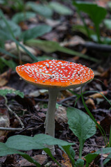 Fly agaric (Amaníta) is a genus of mycorrhizal lamellar fungi of the Amanitaceae family.
