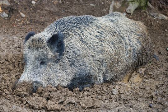 D&ouml;sendes Wildschwein