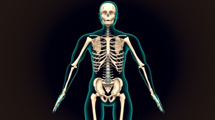 3d illustration of the human skeleton anatomy