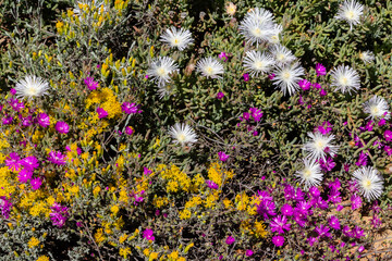 Purple, white and yellow wild flowers in an arid region © Louis