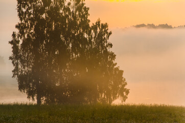 Obraz premium morning fog over the lake. Sunlight through the forest