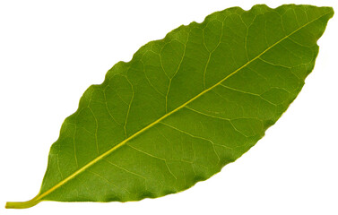 Bay leaf isolated on white background
