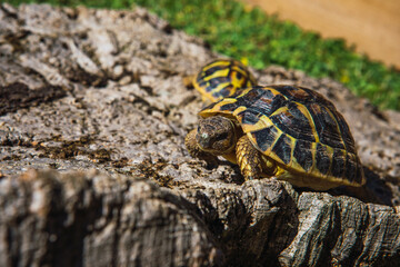 Turtles on bark