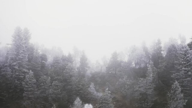 Foggy mountain forest with ice frost covered trees in Winter. Fairytale landscape, snow capped pine tops. slow motion