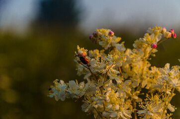 yarrow in the frost and morning mist by the pond