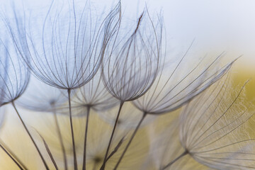 Abstract macro photo of dandelion seeds. Shallow focus. Old style