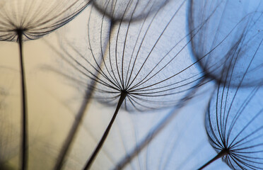 Abstract macro photo of dandelion seeds. Shallow focus. Old style